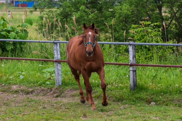 四本足で走る馬