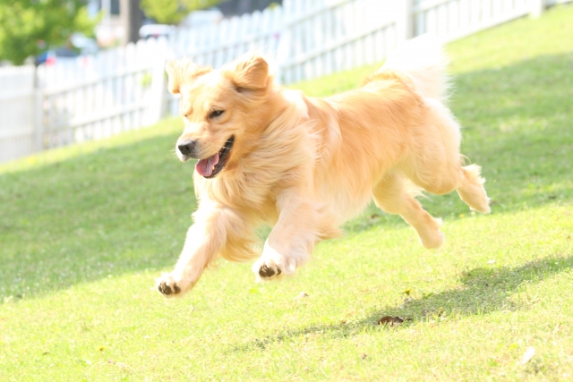 走っている犬の写真